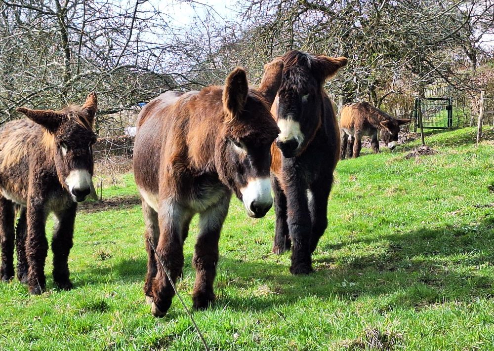 Vier braune, zottelige Poitouesel stehen verteilt auf eine grünen Wiese. In der Bildmitte bewegen sich zwei in Richtung der Kamera, ein weiterer Esel scheint das links im Hintergrund zu beobachten. Weiter weg grast ein Esel.