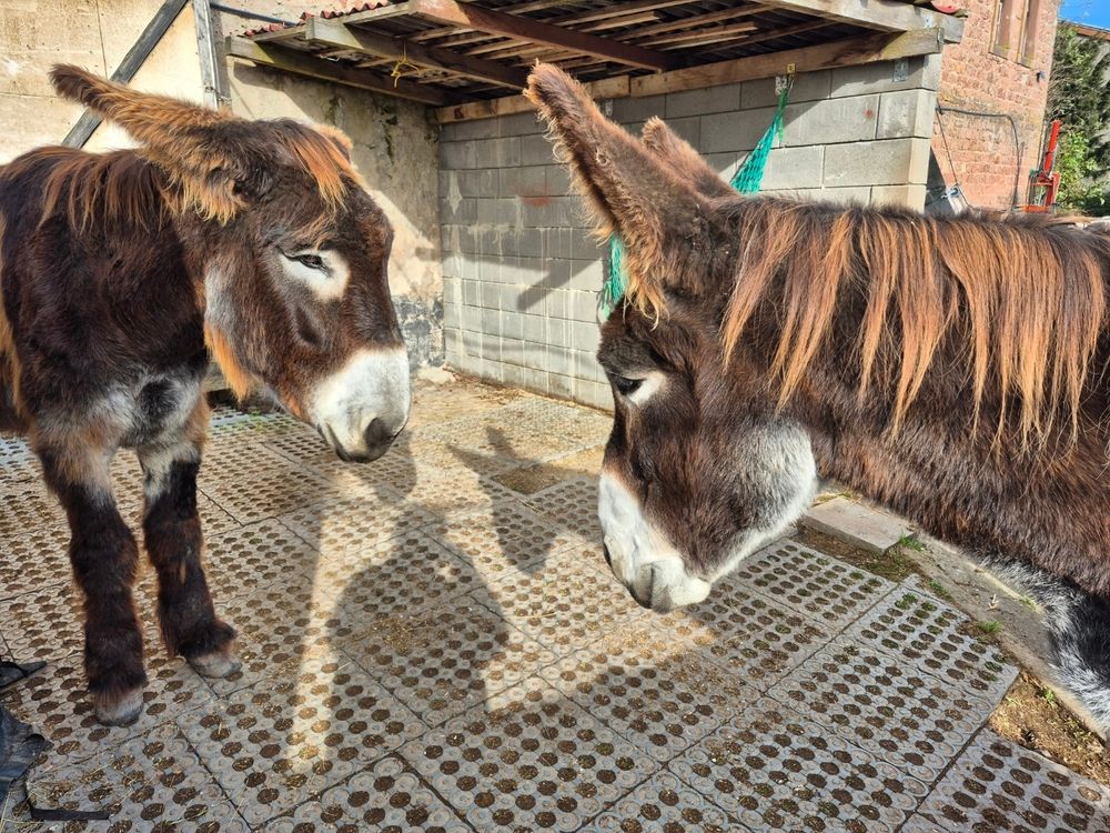 Zwei Poitou-Esel stehen auf einem Boden aus Paddockmatten mit runden Löchern. Beide Tiere sind groß und kräftig gebaut, mit sehr langem, zotteligem Fell in dunkelbrauner Farbe und auffälligen rotbraunen Strähnen an Mähne und Stirn. Ihre Schnauzen sind weiß, ebenso die Bereiche um die Augen. Die Ohren sind sehr lang. Der Esel rechts im Bild schaut mit gespitzten Ohren zum anderen Esel, der links steht und die Ohren etwas angelegt hat. Im Hintergrund ist eine graue Mauer aus Betonblöcken zu sehen, teilweise überdacht mit einem Welldach. An der Wand hängen grüne Stricke von einem Heunetz. Rechts oben erkennt man einen Teil eines Backsteingebäudes und blauen Himmel. Die Szene wirkt wie ein Hof oder Stallbereich.