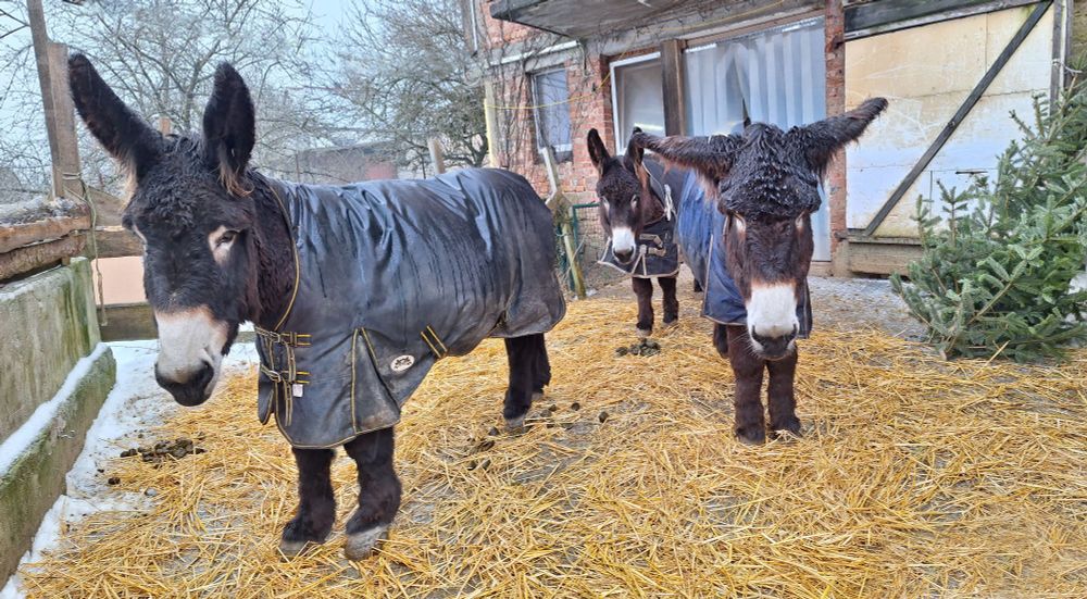 Drei mit Decken versehene Poitou-Esel stehen missmutig und nass im mit Stroh ausgestreuten Bereich vor ihrem Stall. Im Hintergrund ein Tannenbaum
