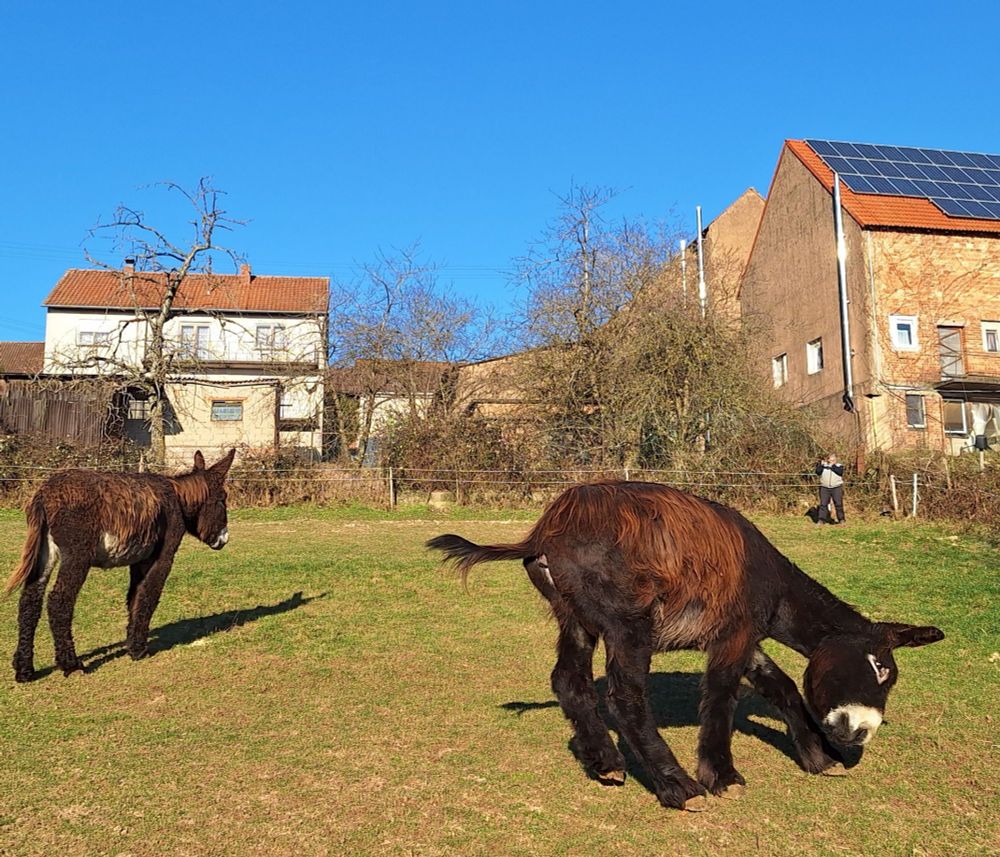 Zwei Poitouesel auf einer Winterweide. Der linke schaut zu einem Menschen weiter weg, der Rechte blödelt rum und buckelt.