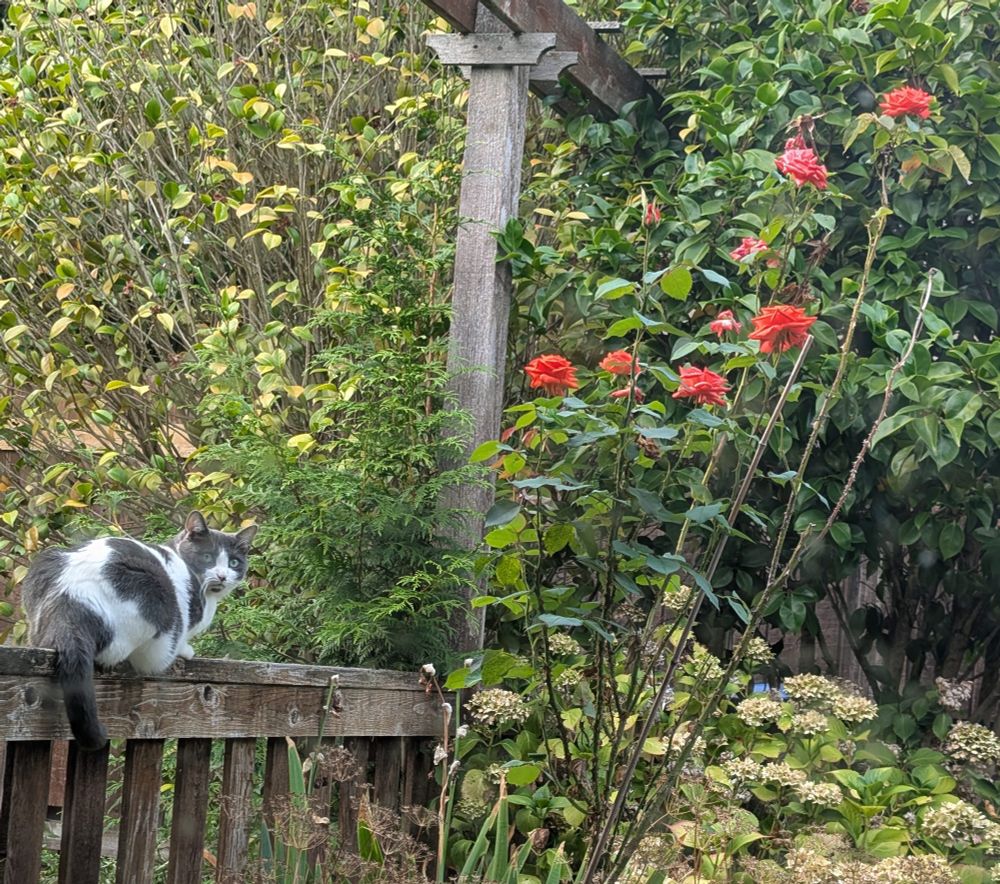 A white cat with grey spots sits on a low wooden divider in the thick of garden greenery. Orange roses give a pop of color. 
