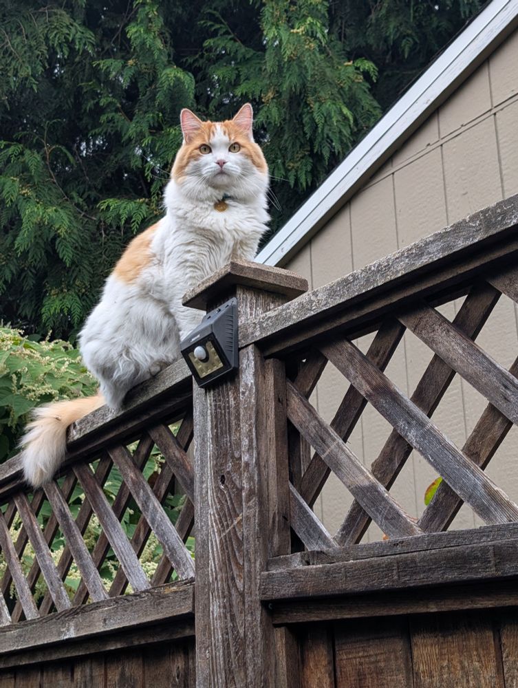 A white and orange tabby with medium-long fur peers down from the top of a tall wooden lattice fence.