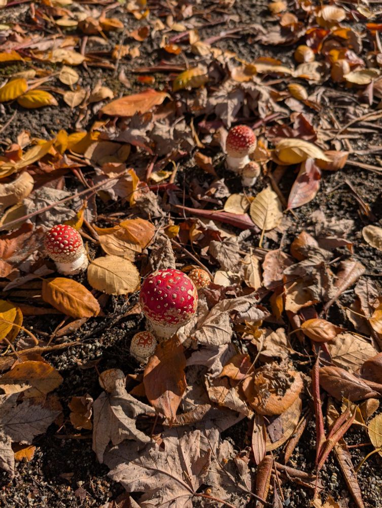 A photograph of round red mushrooms with white spots. The caps are spherical and about as thick as the stems. Dried leaves are scattered around.