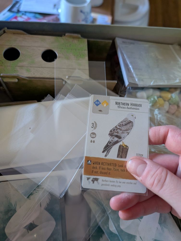 A photo of a hand holding up a Northern Harrier card from the game Wingspan, which has been inserted into a plastic sleeve. Beneath it are the contents of the Wingspan game box, littered with empty card sleeves.