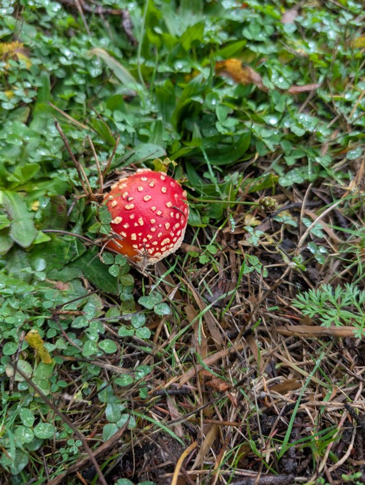  A photograph of a red mushroom with a spherical cap and white spots.