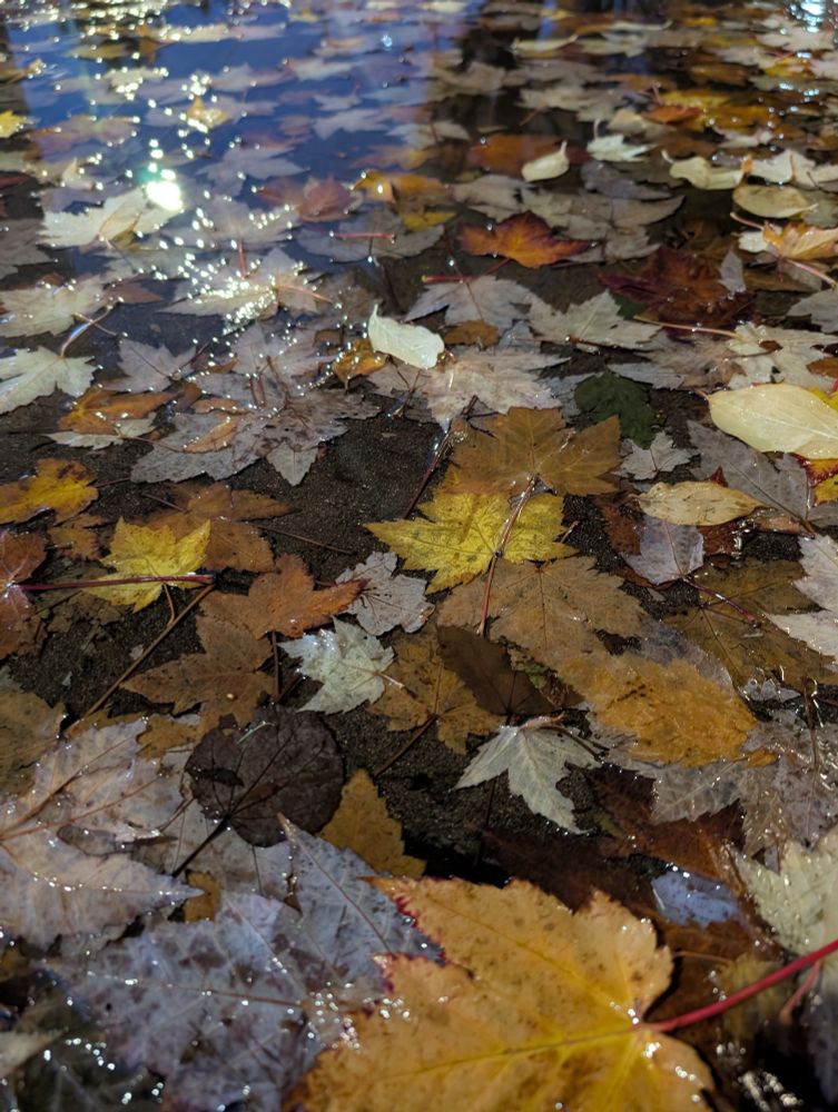 A photograph of maple leaves plastered to the sidewalk under a layer of water, taken at an angle close to the ground. It's night, and light from a streetlamp glints across the surface from the upper left corner.