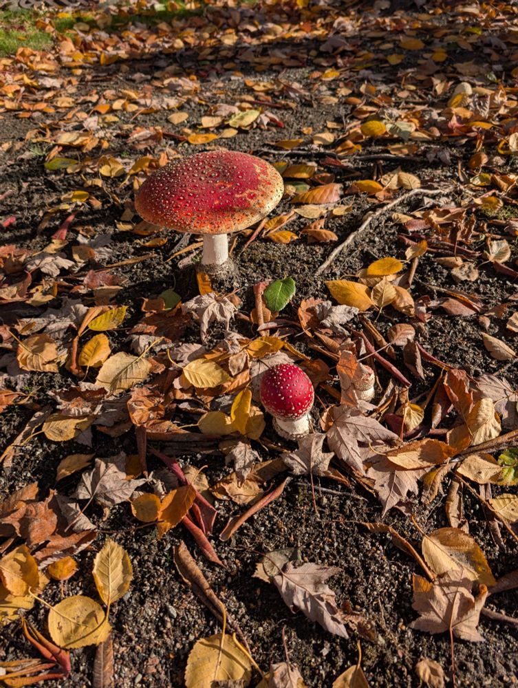 A photo of the same type of mushroom as the first, accompanied by a much larger mushroom with the same coloration but a wider umbrella cap.