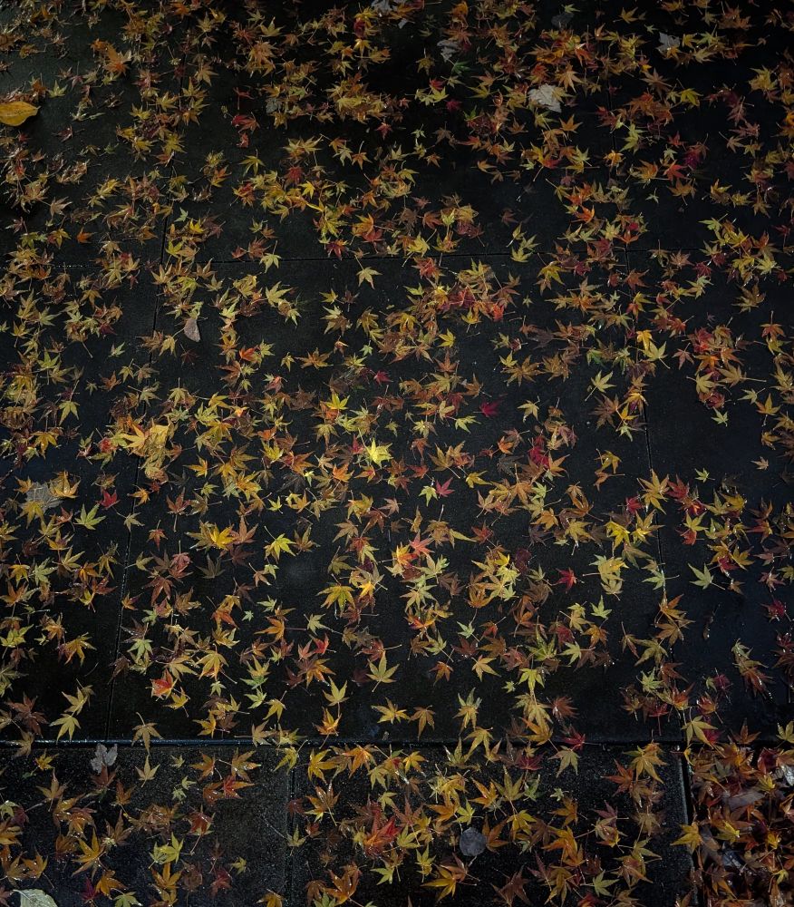 a photograph of hundreds of tiny leaves speckled across wet pavement at night. The yellows and reds contrast with the dark concrete.