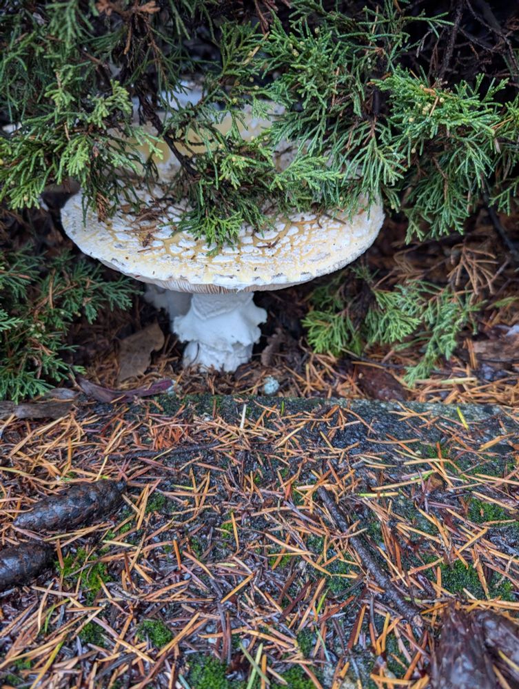 A photograph of a large white mushroom with a tan flat cap and white spots. The base has frills. The mushroom is partially obscured in a low evergreen shrub.