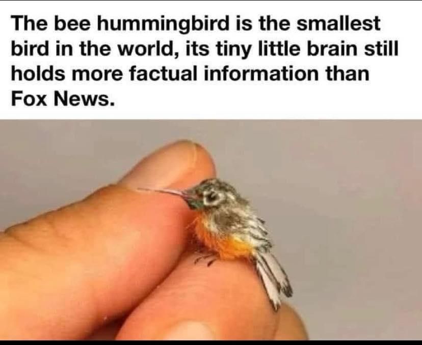 The bee hummingbird is the smallest bird in the world it's tiny little brain still holds more factual information than fox News