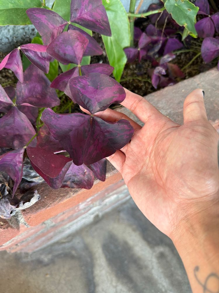 Huge oxalis triangularis with foliage nearly as large as my hand in a planter outside of Nopalito’s Southwestern Cafe
