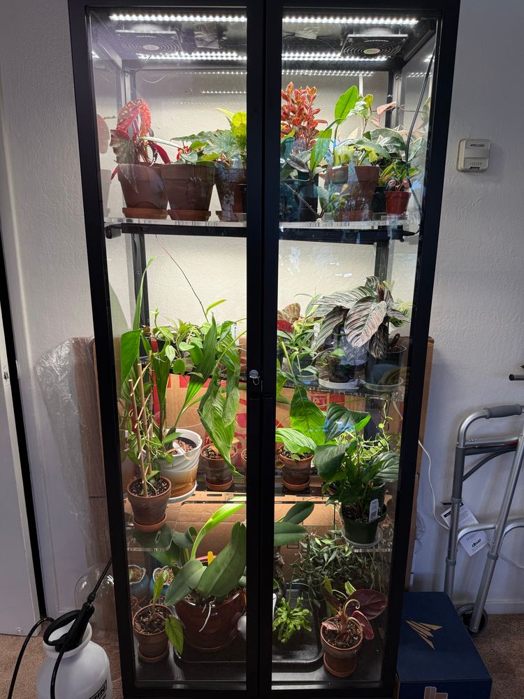 Photo of IKEA Milsbo Tall converted to a greenhouse cabinet and filled with alocasias, orchids, jewel orchids, hoyas, calatheas, begonias, philodendrons, peperomias, and bat flowers.