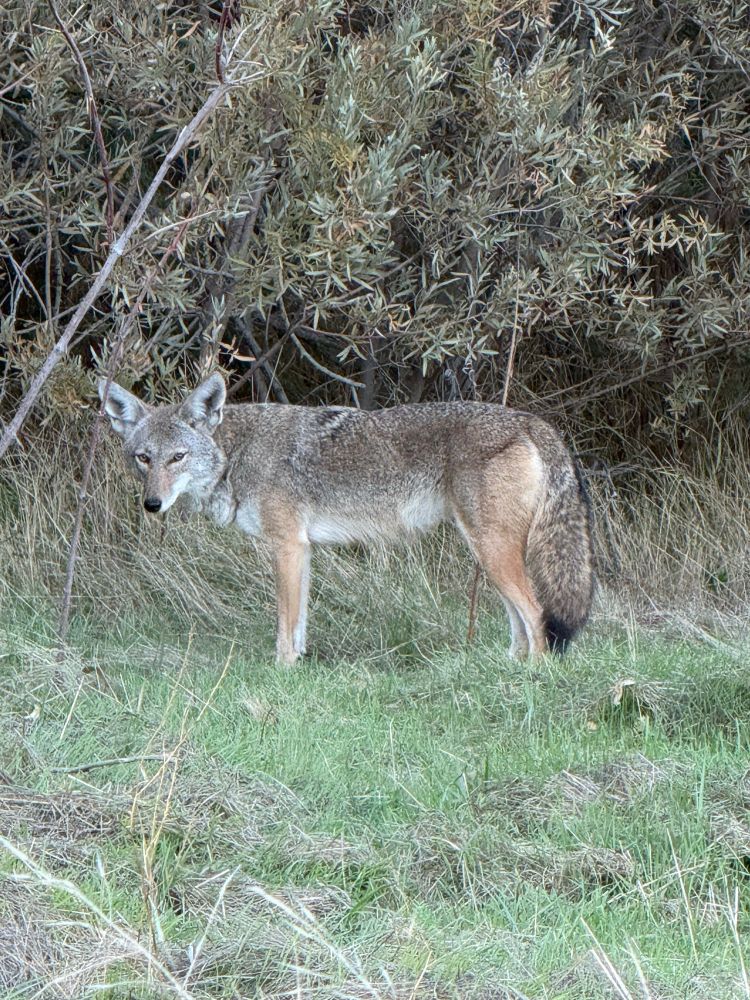 Coyote in a field standing and watching 