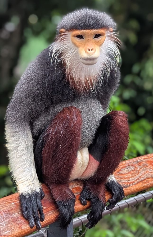 Red-shanked Douc at Rainforest Wild ASIA 