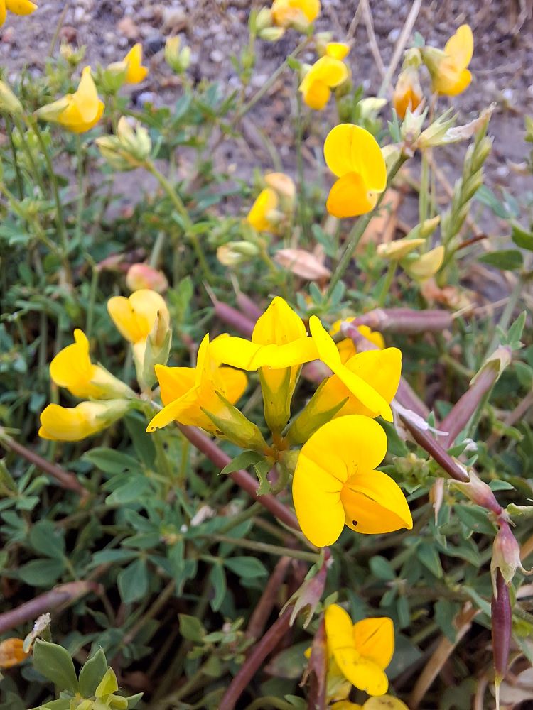 Trefoil blossoms 