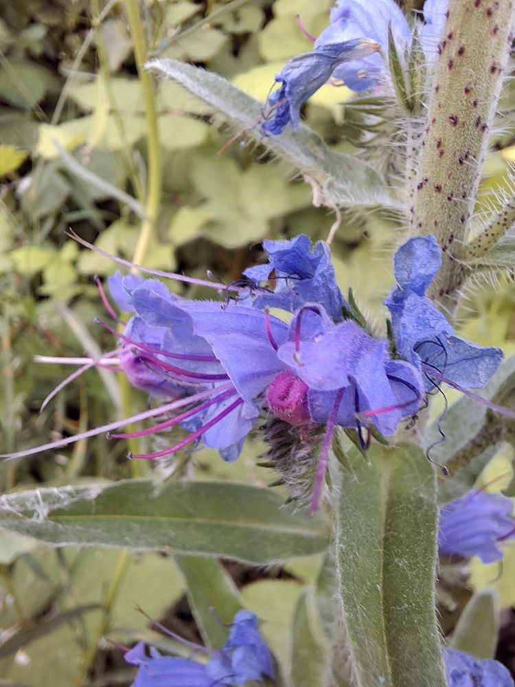 Close up of Viper's bugloss blossoms