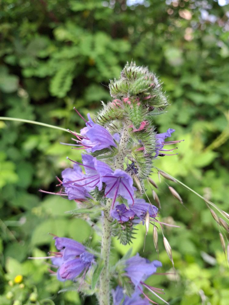 Viper's bugloss plant