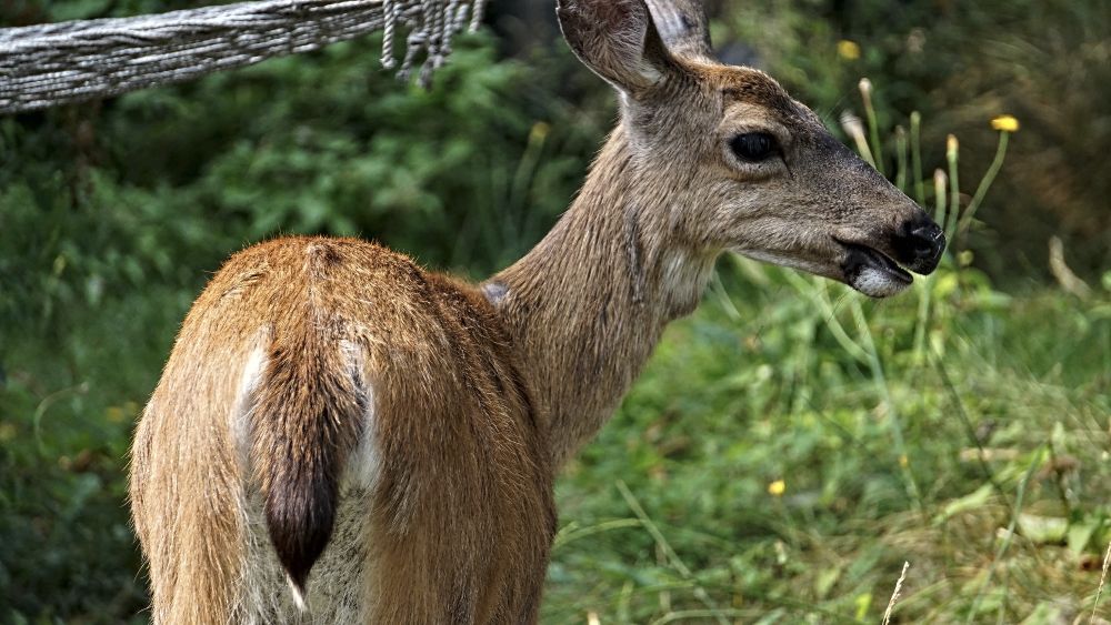 deer in my yard