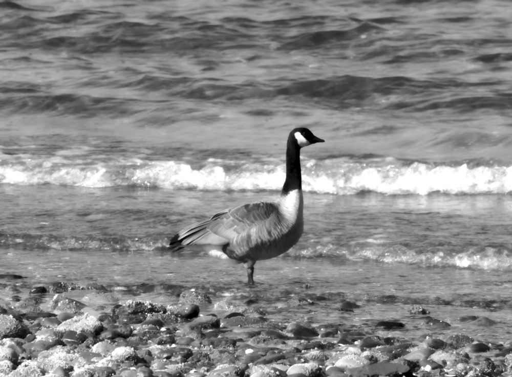 Watchful Canada Goose