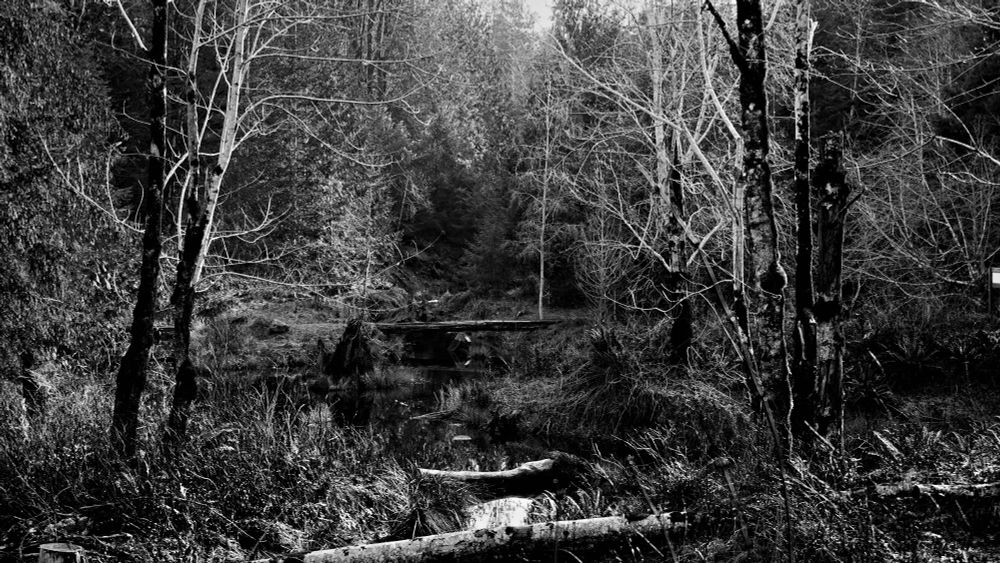 Just off the road near Buckley Bay BC