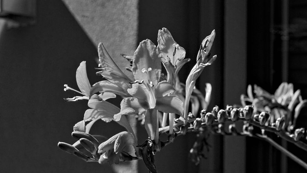 Red flower in Black and White