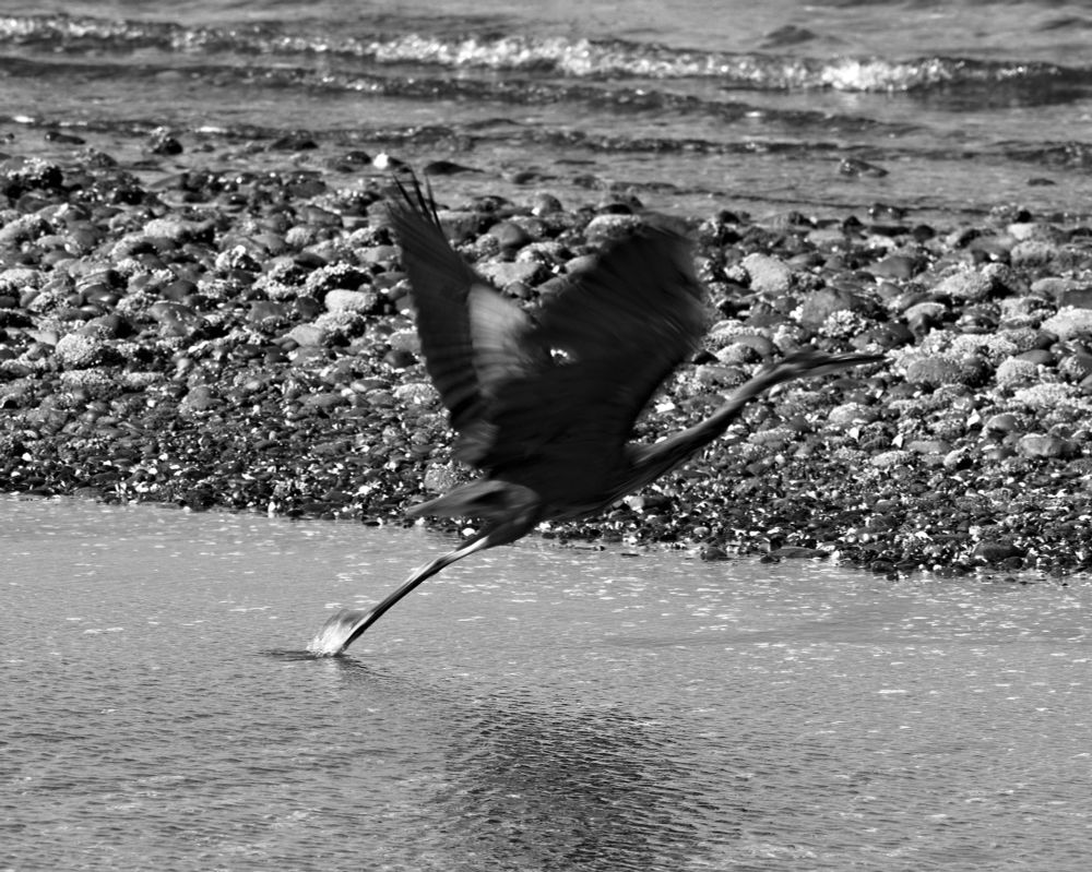 heron ready to fly