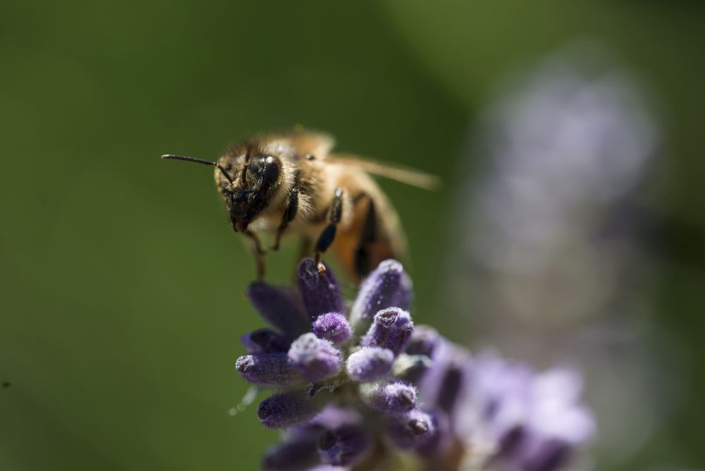Bee on a flower