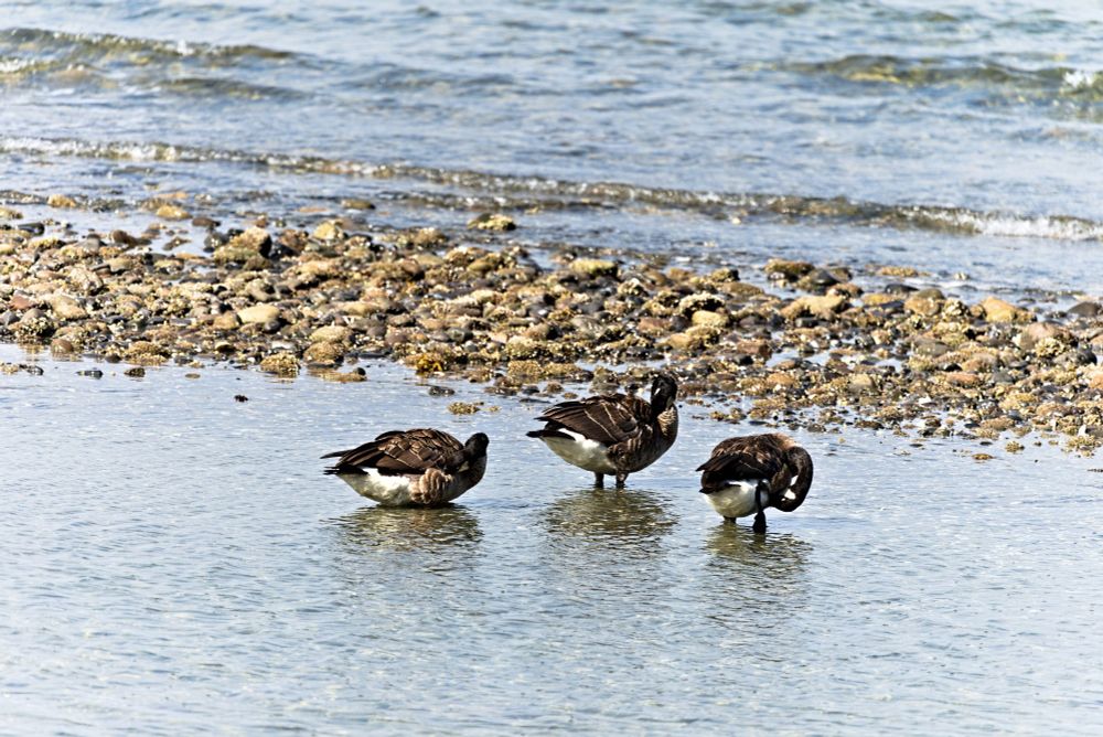 Canada Geese