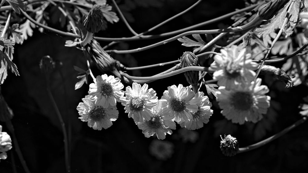 flowers in Black and White