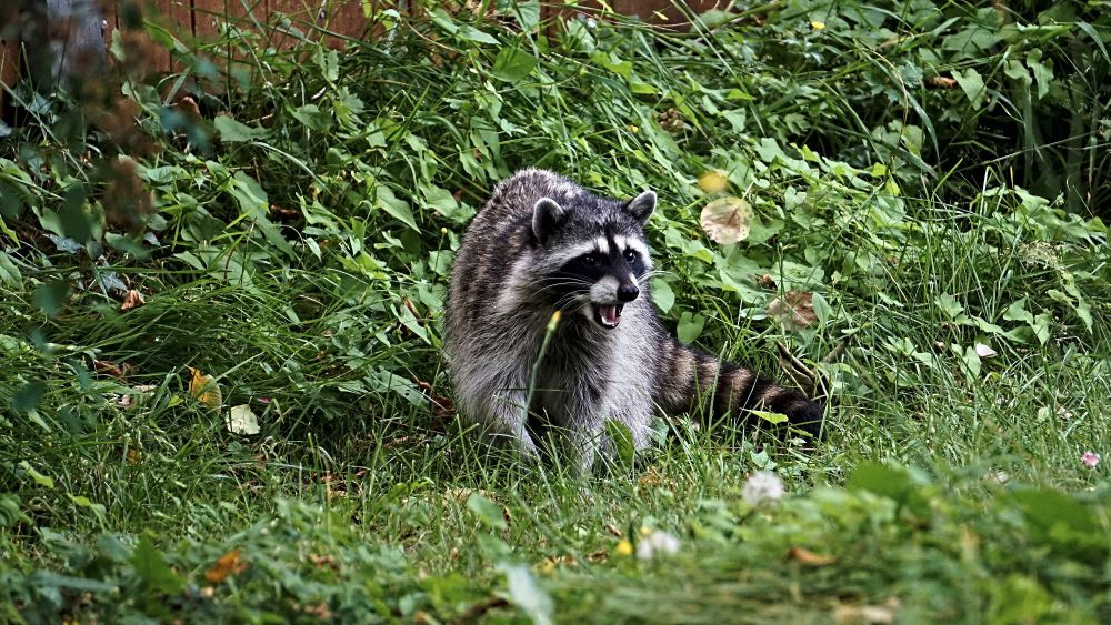 Racoon in my yard