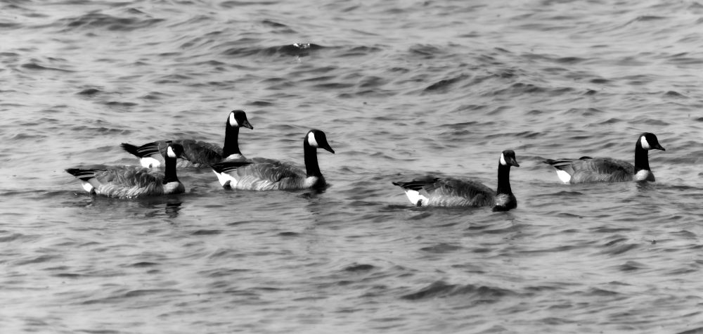 Canada Geese afloat