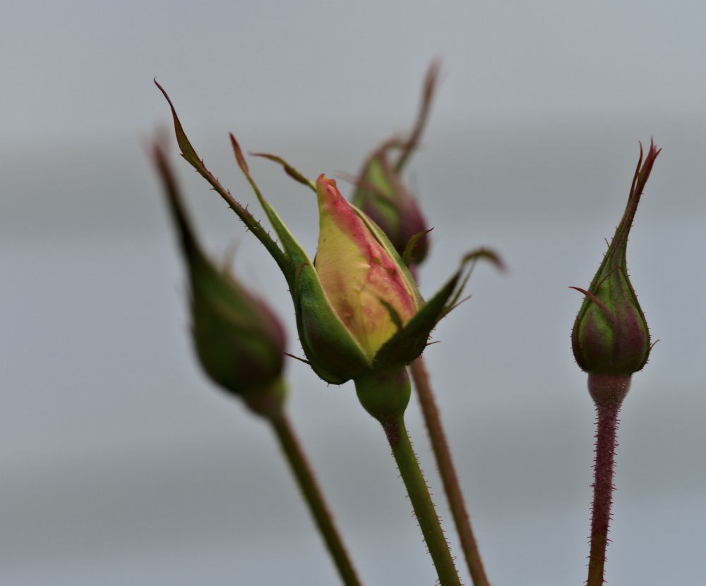 Roses still trying to bloom