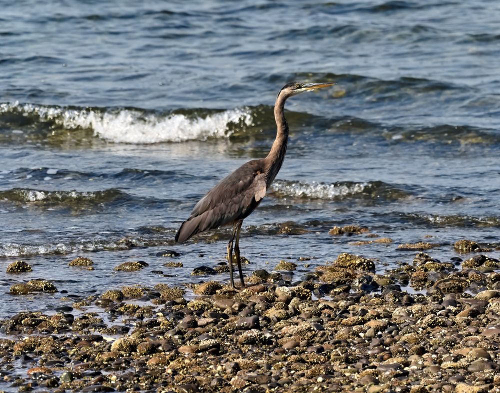 Heron at Lantzville beach