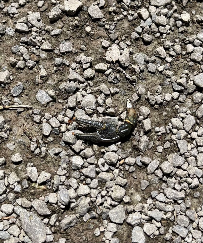 A dismembered crayfish pincer abandoned on a fine gravel path