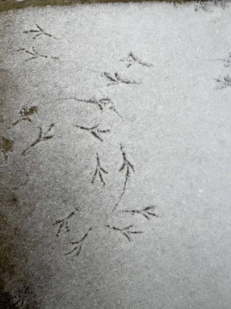 Tiny bird tracks in the snow