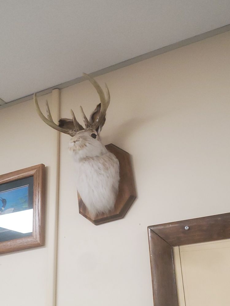 A white rabbit head mounted on a wall. It has a small set if deer antlers on its head.