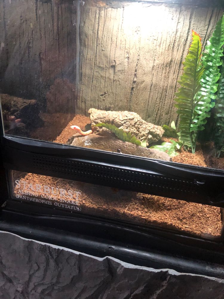 Snake named Starburst