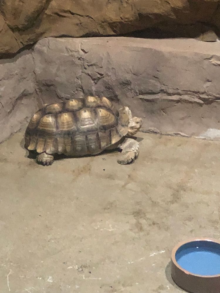 Tortoise 