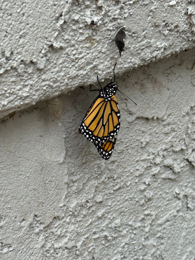 Another monarch butterfly that just hatched