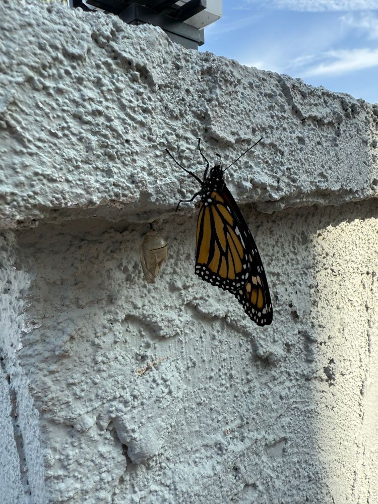 A monarch butterfly that just came out of its chrysalis 