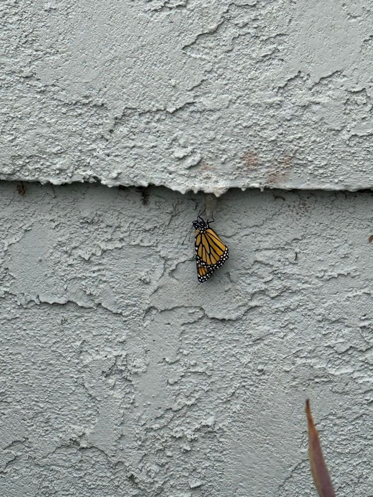 Third monarch butterfly that just hatched
