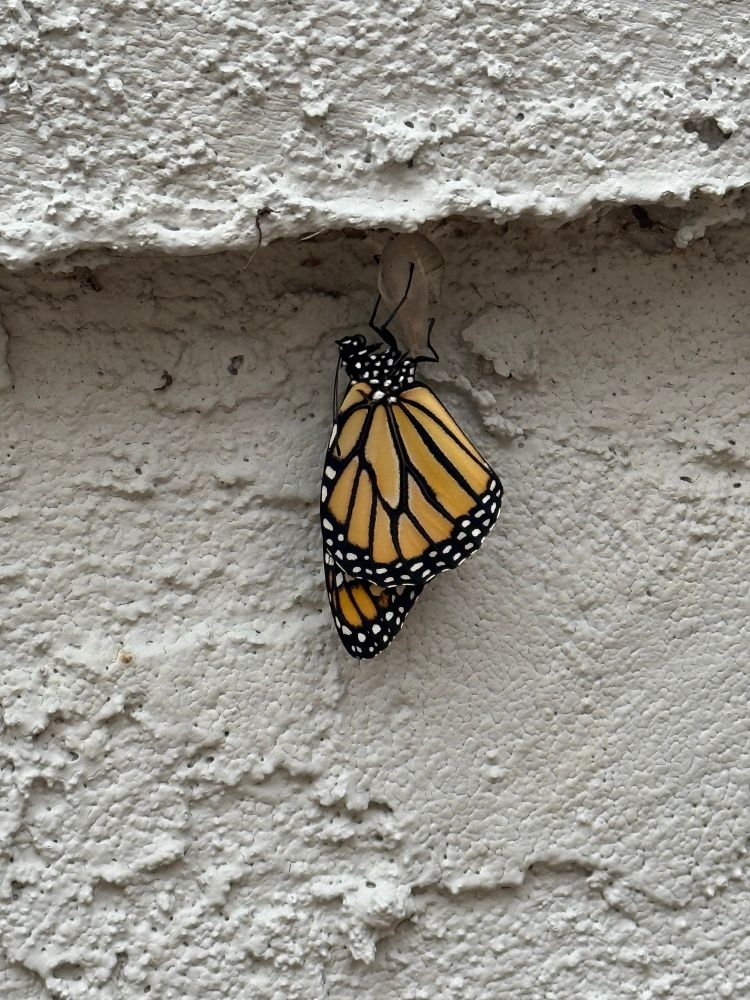 Monarch butterfly that just hatched