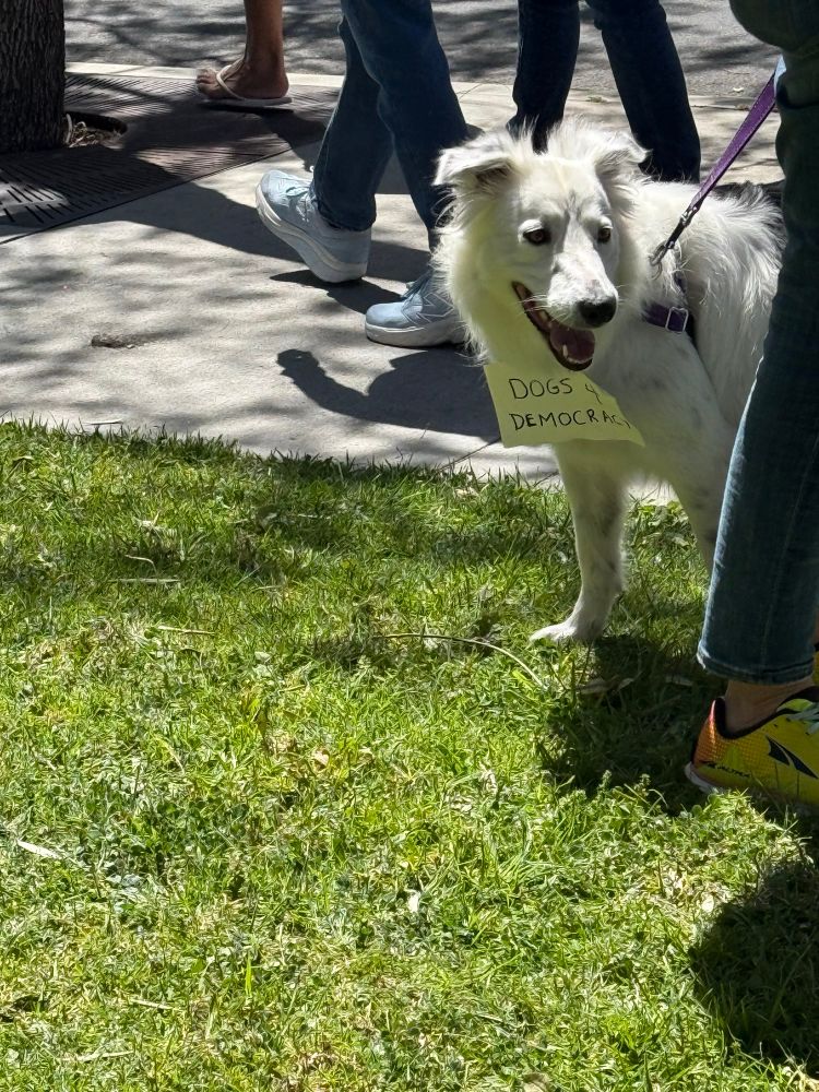 Dog with “Dogs 4 Democracy” sign 