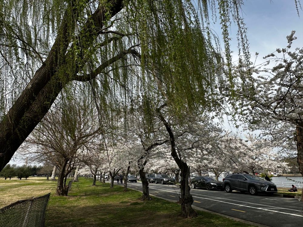 Willow tree at Haines Point