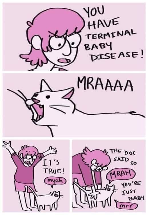 four panel comic of someone fawning over their cat: IT's
TRUE!
myah
YOU
HAVE
TERMINAL
BABY
DISEASE!
MRAAAA
THE DOC
SAID SO
MRATI yoU'RE
JUST
BABY
mer