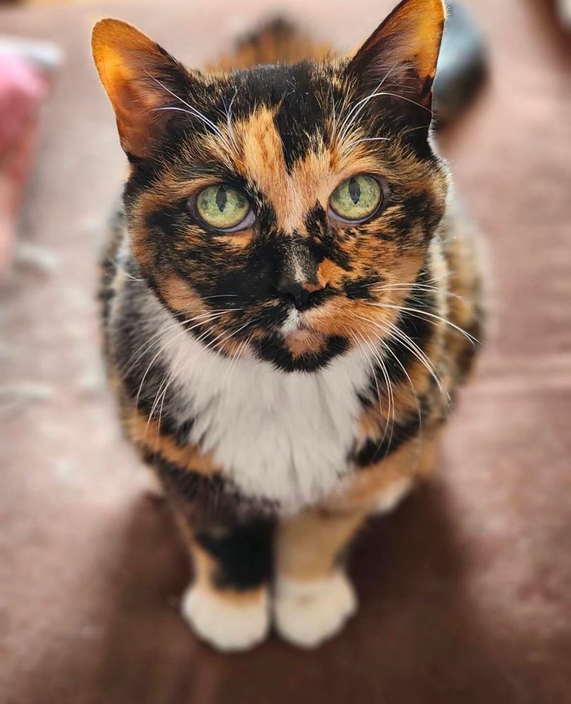 Photo of a tortoiseshell cat 