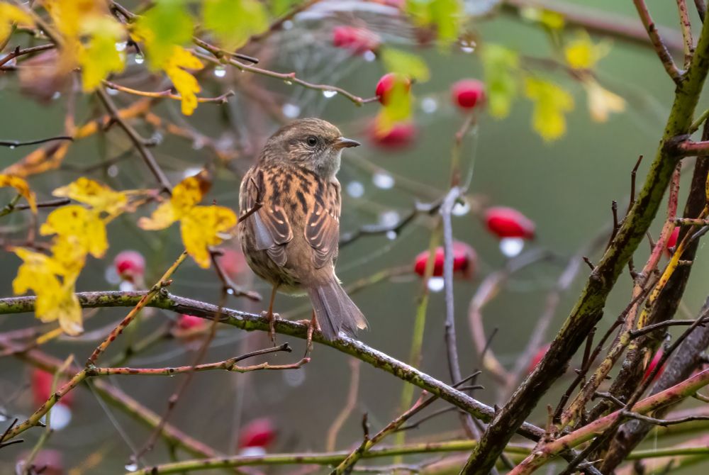 Dunnock in a hedge