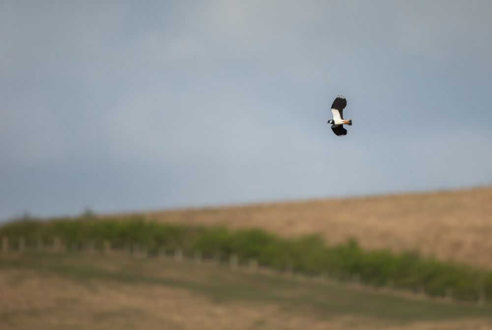 Lapwing displaying - Ben Andrews - RSPB Images