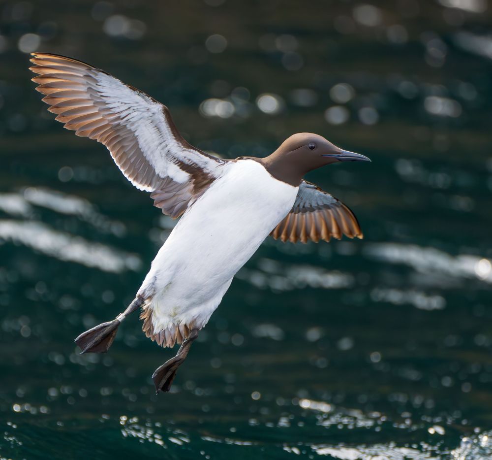 Guillemot in flight, coming in to land on sea in a near upright position with wings outstretched and legs dangling © Bob Hamilton