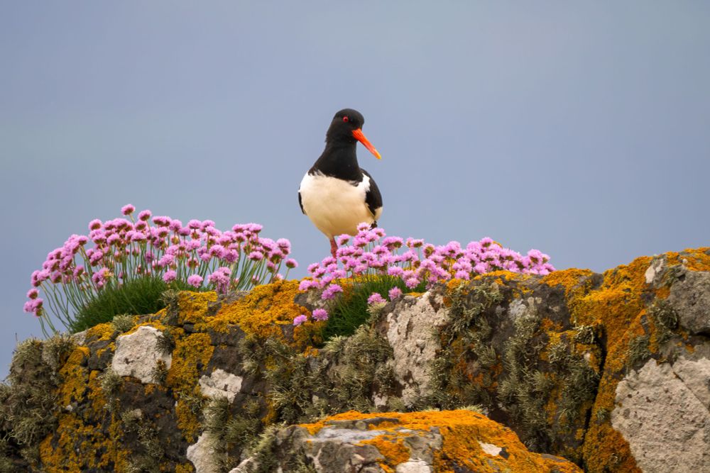 Oystercatcher and Thrift on a lichen covered rock © Bob Hamilton